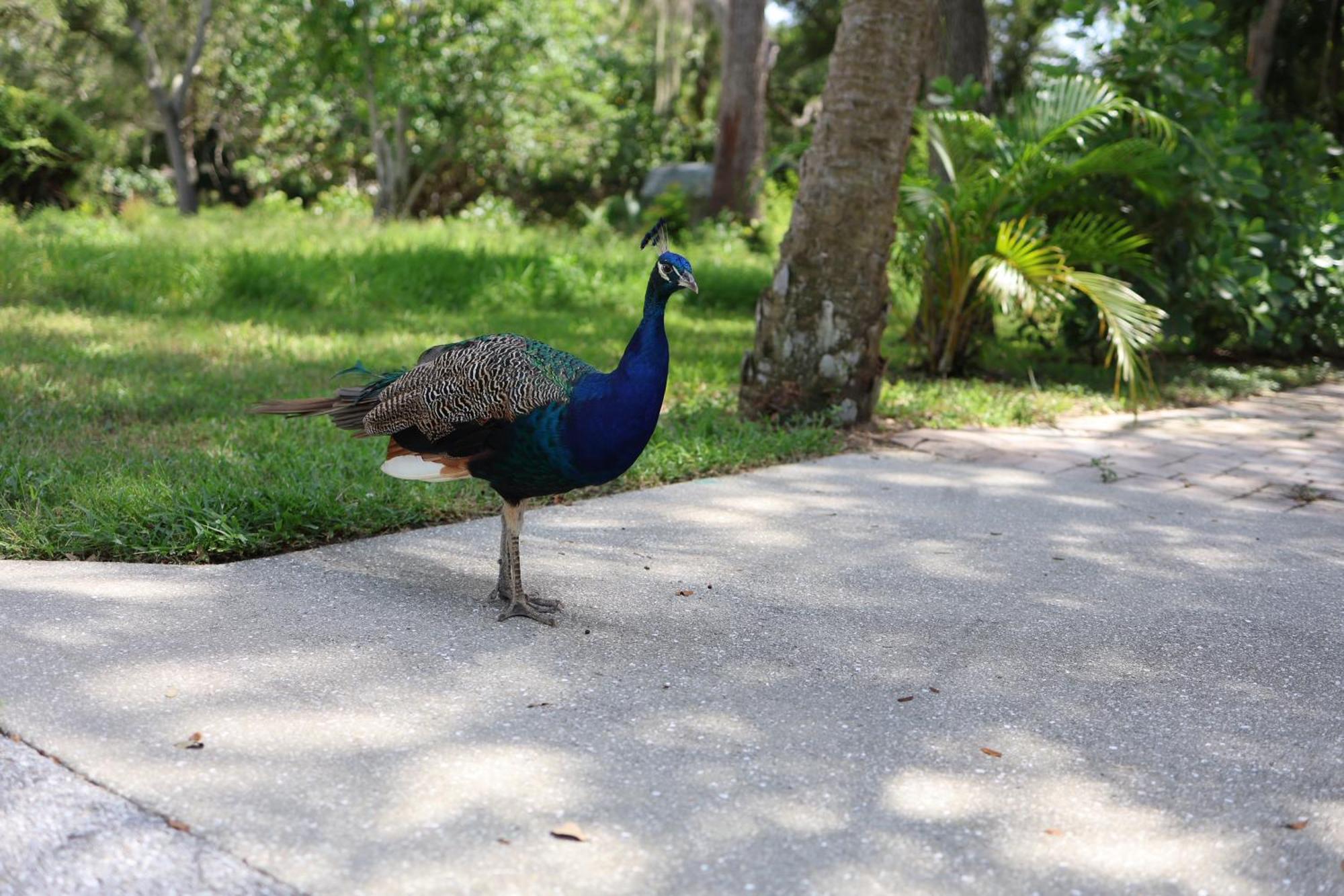 サラソータ Key West Style-Livin'ヴィラ エクステリア 写真