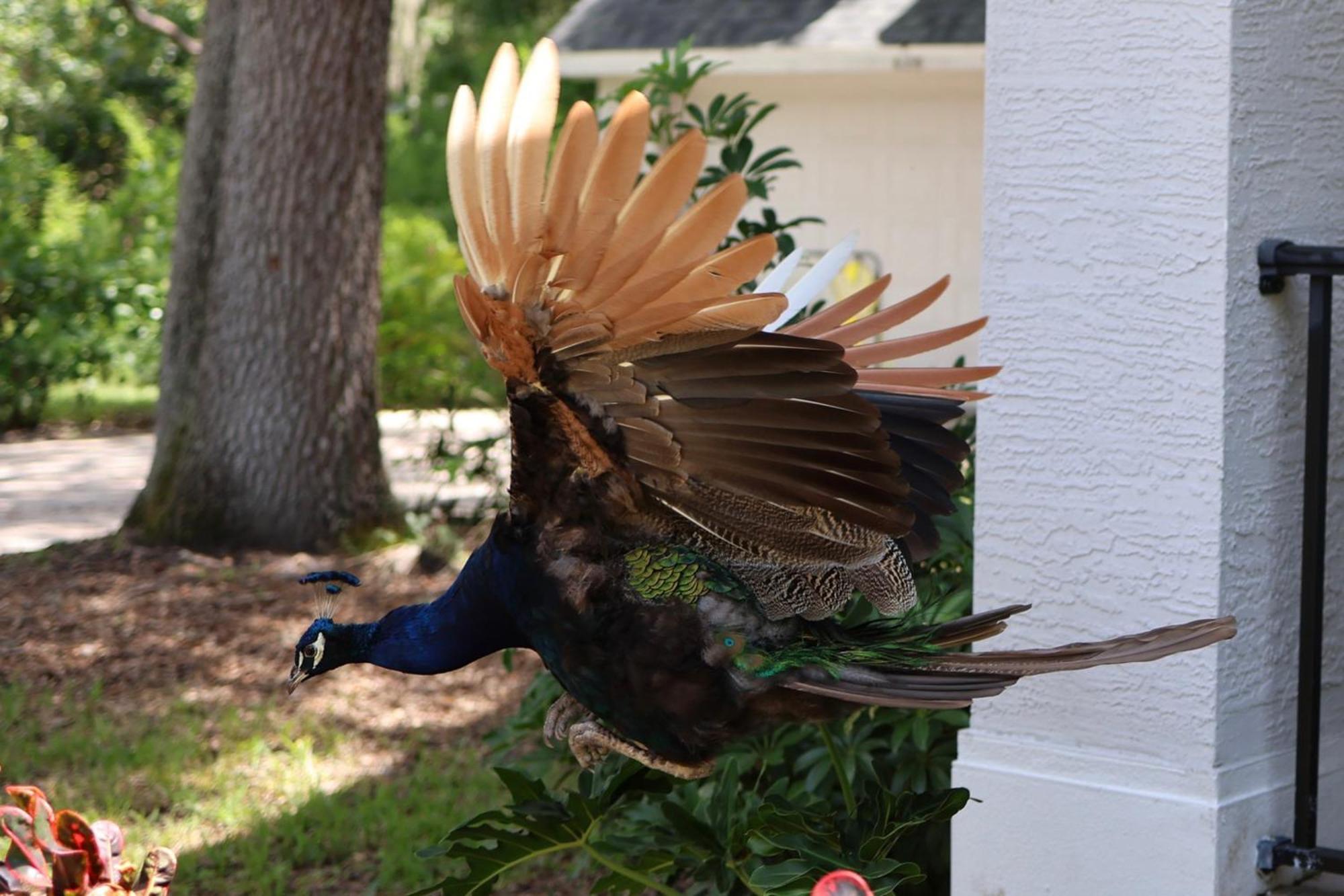 サラソータ Key West Style-Livin'ヴィラ エクステリア 写真